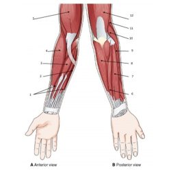 Muscles arm posterior shoulder upper biceps triceps workouts limbs exercises do muscle anatomy hand workout quiz arms forearm great human